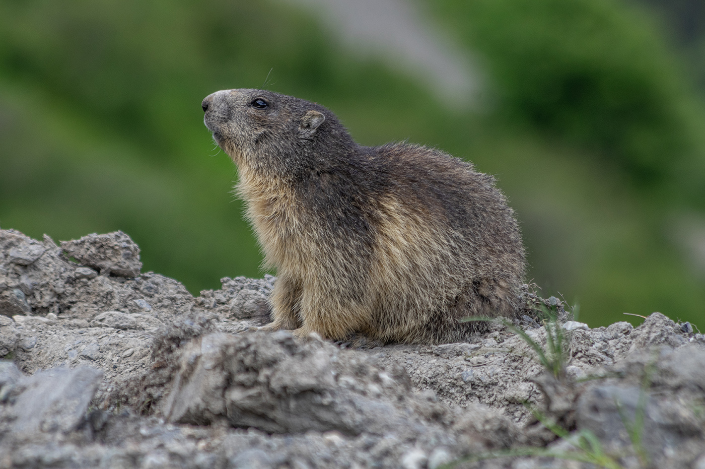 Marmotte dans les alpes