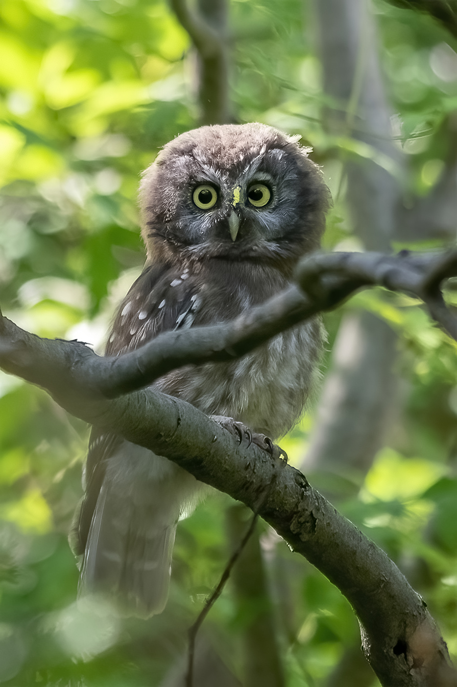 Chouette chevêche dans le parc national des écrins